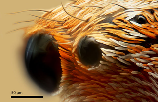Illustration for article titled Fotografías macroscópicas tan nítidas que parecen irreales